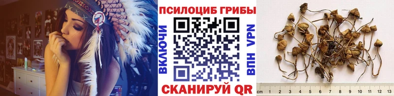 продажа наркотиков  Менделеевск  Галлюциногенные грибы Psilocybine cubensis 